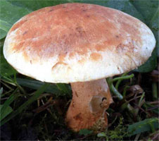 Tricholoma psammopus (gąska modrzewiowa)