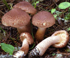 Tricholoma vaccinum (gąska krowia)