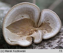 Pleurotus calyptratus (boczniak topolowy)