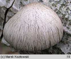 Pleurotus calyptratus (boczniak topolowy)