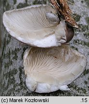 Pleurotus calyptratus (boczniak topolowy)