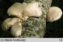 Pleurotus calyptratus (boczniak topolowy)