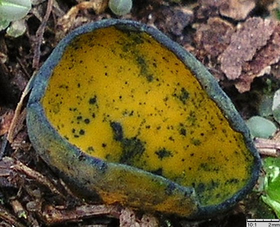 Caloscypha fulgens (kielonka błyszcząca)