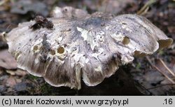 Tricholoma portentosum (gąska niekształtna)