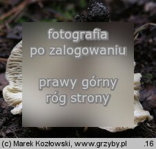 Tricholoma portentosum (gąska niekształtna)