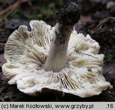 Tricholoma portentosum (gąska niekształtna)