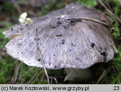 Tricholoma portentosum (gąska niekształtna)