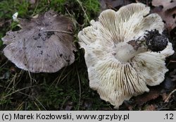 Tricholoma portentosum (gąska niekształtna)