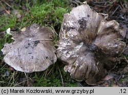 Tricholoma portentosum (gąska niekształtna)