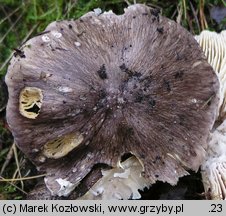 Tricholoma portentosum (gąska niekształtna)