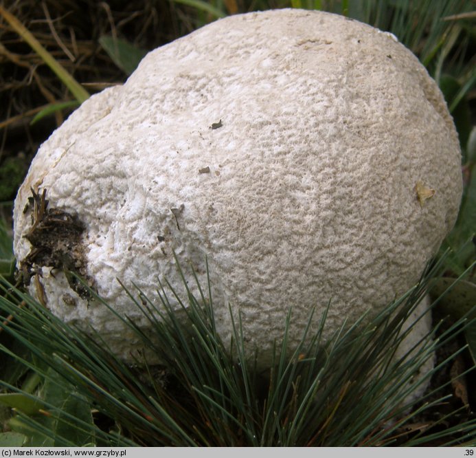 Calvatia utriformis (czasznica oczkowata)