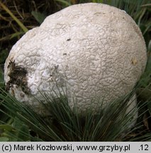 Calvatia utriformis (czasznica oczkowata)