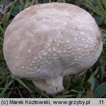 Calvatia utriformis (czasznica oczkowata)