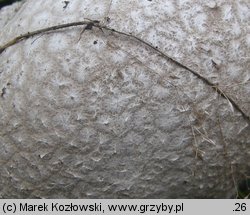 Calvatia utriformis (czasznica oczkowata)