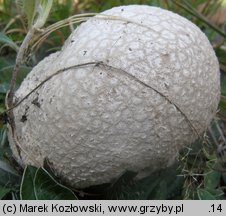 Calvatia utriformis (czasznica oczkowata)