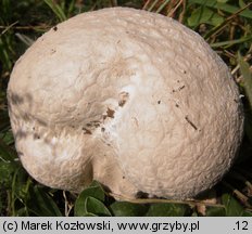 Calvatia utriformis (czasznica oczkowata)