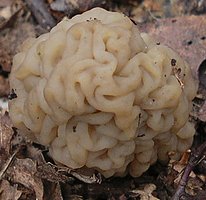 Verpa bohemica (naparstniczka czeska)