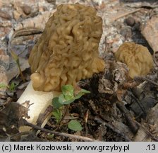 Verpa bohemica (naparstniczka czeska)