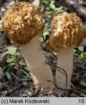 Verpa bohemica (naparstniczka czeska)