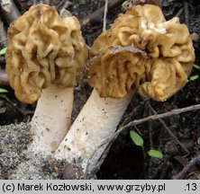 Verpa bohemica (naparstniczka czeska)