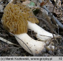 Verpa bohemica (naparstniczka czeska)