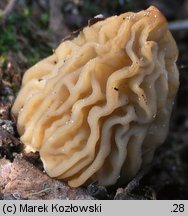 Verpa bohemica (naparstniczka czeska)