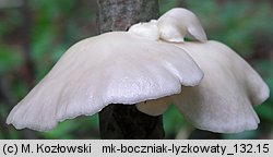 Pleurotus pulmonarius (boczniak łyżkowaty)