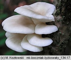 Pleurotus pulmonarius (boczniak łyżkowaty)