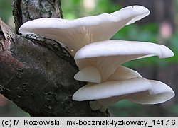 Pleurotus pulmonarius (boczniak łyżkowaty)