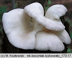 Pleurotus pulmonarius (boczniak łyżkowaty)