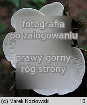 Pleurotus pulmonarius (boczniak łyżkowaty)