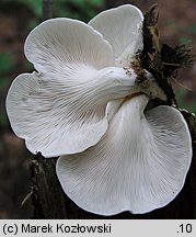 Pleurotus pulmonarius (boczniak łyżkowaty)