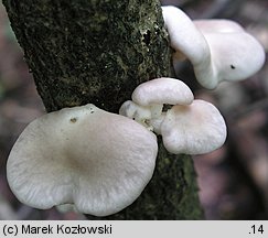 Pleurotus pulmonarius (boczniak łyżkowaty)