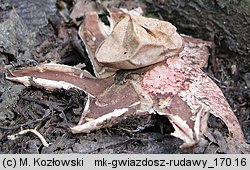 Geastrum rufescens (gwiazdosz rudawy)