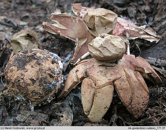 Geastrum rufescens (gwiazdosz rudawy)