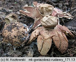 Geastrum rufescens (gwiazdosz rudawy)