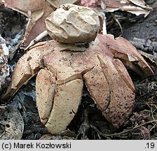 Geastrum rufescens (gwiazdosz rudawy)