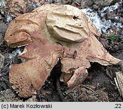 Geastrum rufescens (gwiazdosz rudawy)