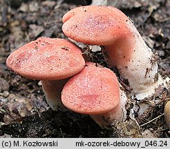 Fistulina hepatica (ozorek dębowy)