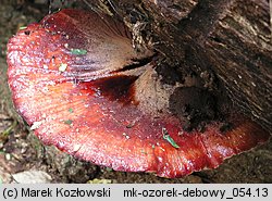Fistulina hepatica (ozorek dębowy)
