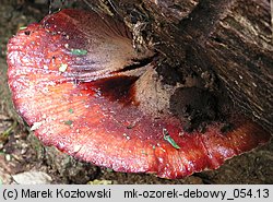 Fistulina hepatica (ozorek dębowy)