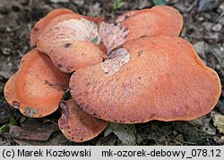 Fistulina hepatica (ozorek dębowy)