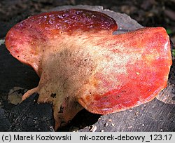 Fistulina hepatica (ozorek dębowy)