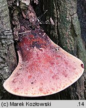 Fistulina hepatica (ozorek dębowy)