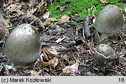 Volvariella volvacea (pochwiak wielkopochwowy)