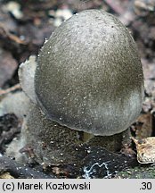 Volvariella volvacea (pochwiak wielkopochwowy)