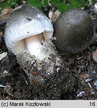 Volvariella volvacea (pochwiak wielkopochwowy)