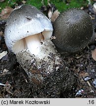 Volvariella volvacea (pochwiak wielkopochwowy)