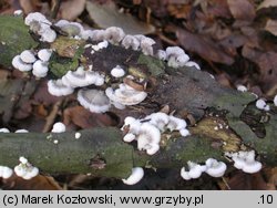 Schizophyllum commune (rozszczepka pospolita)