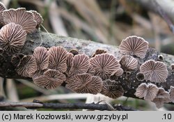 Schizophyllum commune (rozszczepka pospolita)